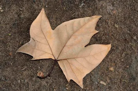 Tree leaf Stock Photos