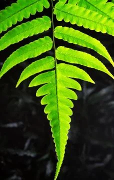 Tree leaf Stock Photos