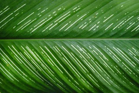 Tree  Leaf Stock Photos