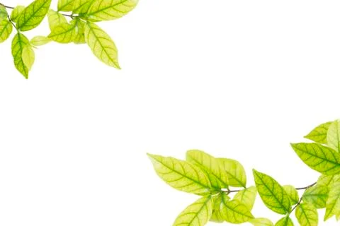 Tree leaf Stock Photos
