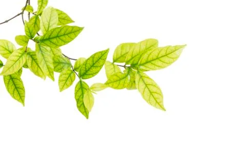 Tree leaf Fotos de archivo