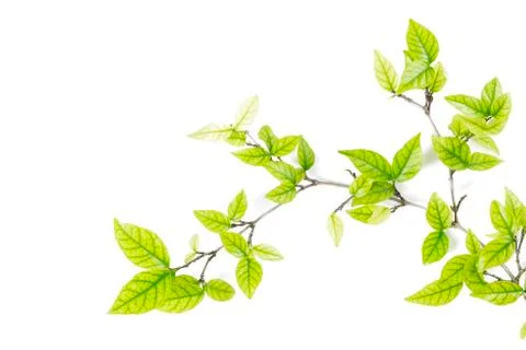 Tree leaf Stock Photos