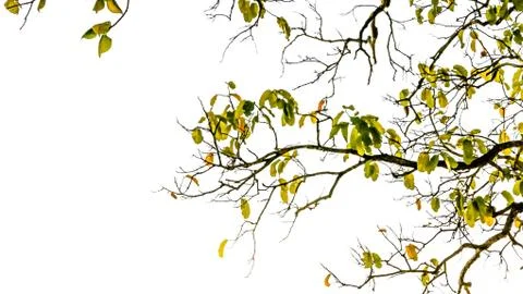 The tree leaf Stock Photos