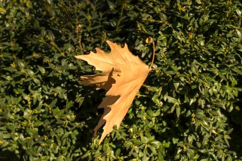 Tree leaf Stockfoto's