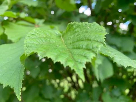 Tree leaf Stock Photos