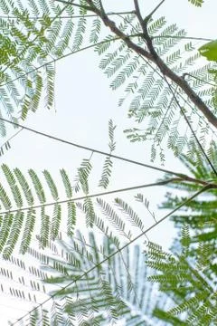 Tree leaf Stock Photos