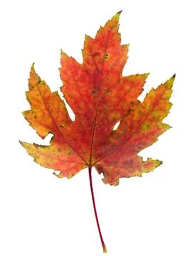 Tree leaf Stock Photos