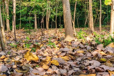 Tree leaf Stock Photos