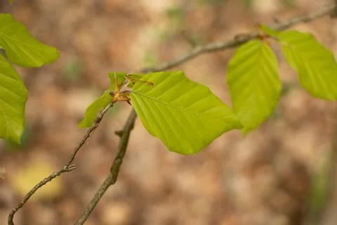 Tree leaf Stock Photos
