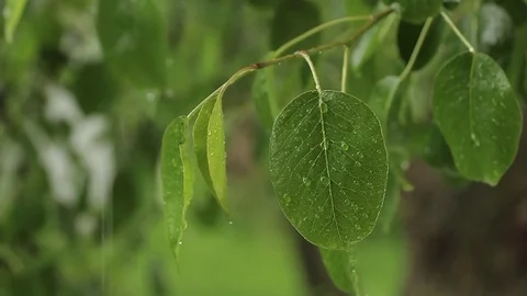 Tree leaf in the rain Stock Footage 75987051