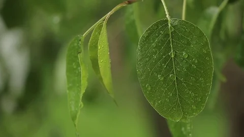 Tree leaf in the rain Stock Footage 75987364