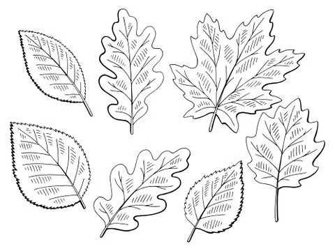 Tree leaf set graphic black white isolated sketch illustration vector Stock Illustration