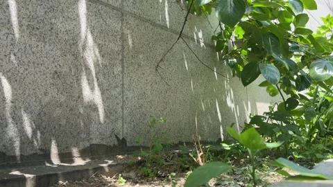 Tree Leaf Shadows and Sun Rays on a Grey Granite Stone Wall in Summer Stock Footage 339286651