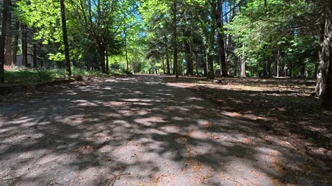 Tree Leaf Shadows Cover Quiet Mountain Road In Morning Light 스톡 동영상 326165319