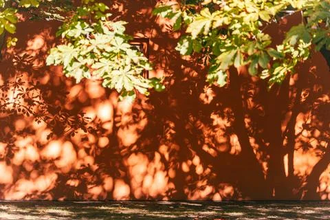 Tree leaf shadows creating abstract pattern on terracotta wall Stock Photos