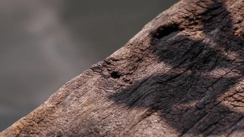 Tree leaf shadows on the edge of weathered wooden plank pier Stock Footage 127701734
