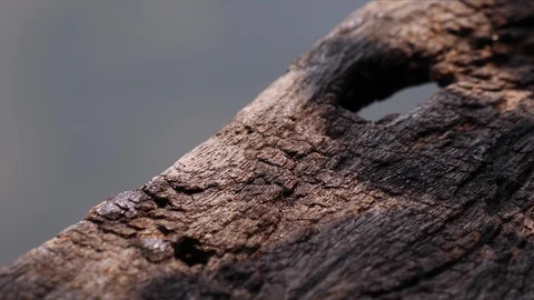 Tree leaf shadows on the edge of weathered wooden plank pier Stock Footage 127780658