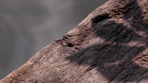 Tree leaf shadows on the edge of weathered wooden plank pier Stock Footage 163047895