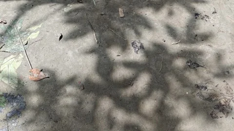 Tree leaf shadows moving on concrete ground, natural sunlight patterns. Stock Footage 341956709