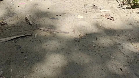 Tree leaf shadows moving on sandy ground, natural sunlight patterns. Stock Footage 341956988