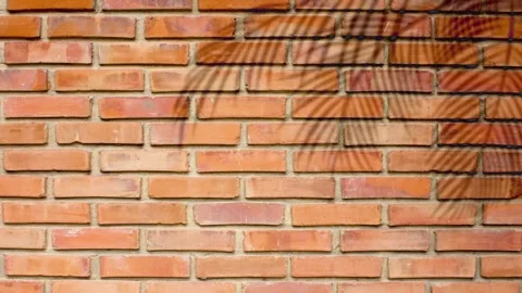Tree leaf shadows onto red brick wall. Stock Footage 335999582