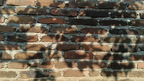 Tree leaf shadows sway across a rustic red brick wall in natural sunlight Stock Footage 345480711