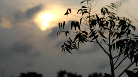 Tree leaf silhouette moving by wind with selective focus and blur sunset and ora Stock Footage 134908096