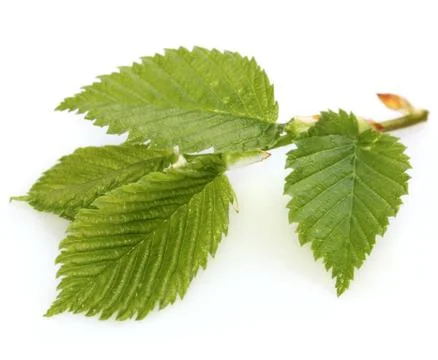 Tree  leaf spring green macro Stock Photos