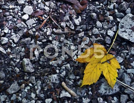 Tree leaf on stones Stock Photos