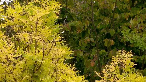 Tree Leaf Texture Stock Footage 79502551
