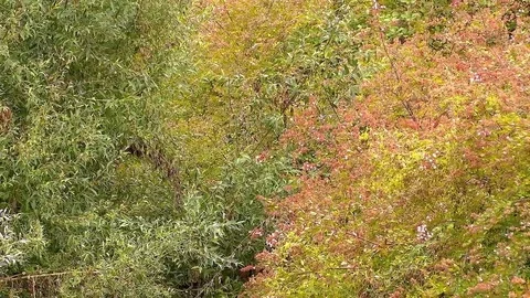 Tree Leaf Texture Stock Footage 79502558