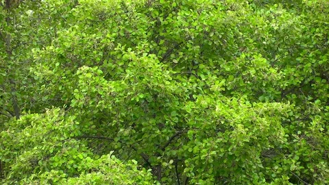 Tree Leaf Texture Stock Footage 79502569