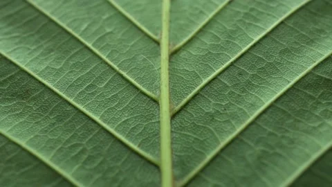 Tree Leaf Texture Slider Shot Stock Footage 196578485
