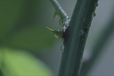 Tree leaf Thorn, Water Drop, Trees And Forest Landscape In Cuenca, Spain Stock Footage 231901860