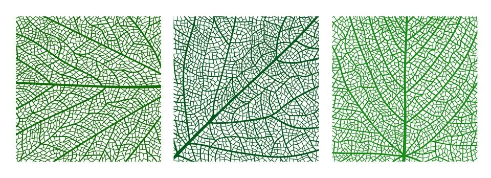 Tree leaf veins vector textures, closeup cells Stockillustratie