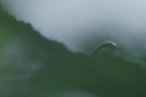 Tree leaf, Water Drop, Trees And Forest Landscape In Cuenca, Spain Stock Footage 231994558