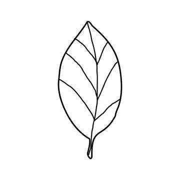 A tree leaf on white background. Vector illustration of a hand drawn plant. Illustrazione stock