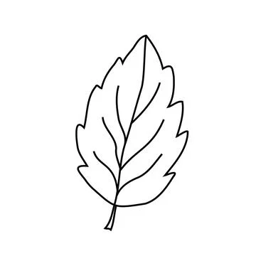 A tree leaf on white background. Vector illustration of a hand drawn plant. Illustrazione stock