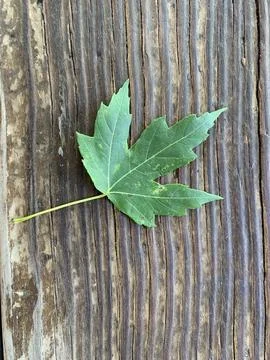 Tree leaf on wood background Foto stock