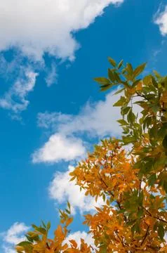 Tree leafes autumn blue sky clouds Stock Photos