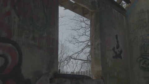 Tree with leafless branch (with graffiti) Stock Footage 219325329