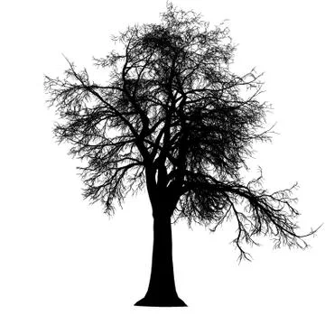 Tree leafless side view silhouette isolated - black - vector Stock Illustration