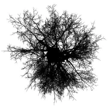 Tree leafless top view silhouette isolated - black - vector Stock Illustration