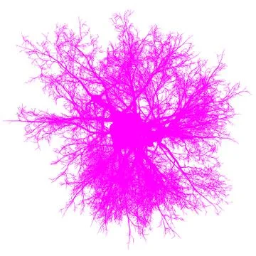 Tree leafless top view silhouette isolated - purple - vector Stock Illustration