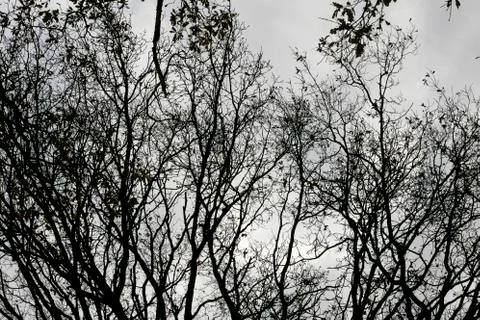 Tree leafs ans sky background high quality fifty megapixels prints Stock Photos