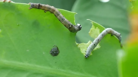 Tree leafs are eaten by worms Stock Footage 120743752