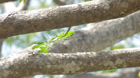 Tree leafs is blown by calm wind Stock Footage 47764073