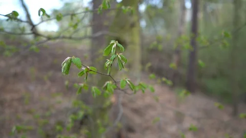 Tree leafs in focus in forest (reduced 6K image) Stock Footage 128541524