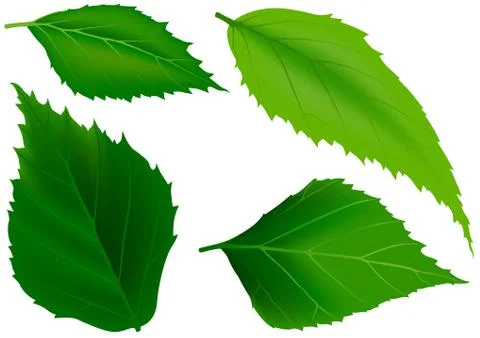 Tree Leafs Stock Illustration