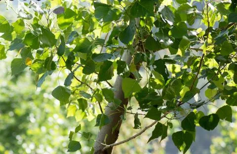 Tree leafs Stock Photos